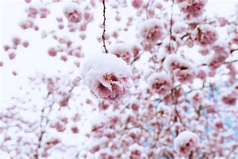 Cherry Blossoms Sakura Spring Free Photo On Pixabay Pixabay