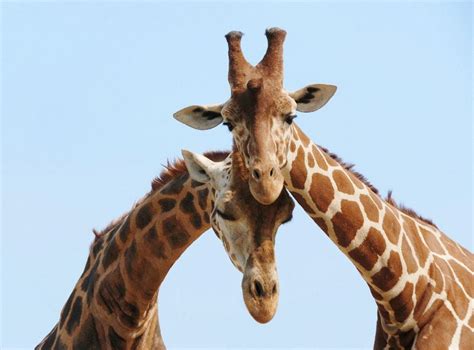 giraffe couple in love giraffe facts and information