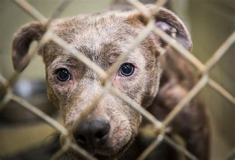 Are Shelter Animals Receiving The Care They Deserve Examining The
