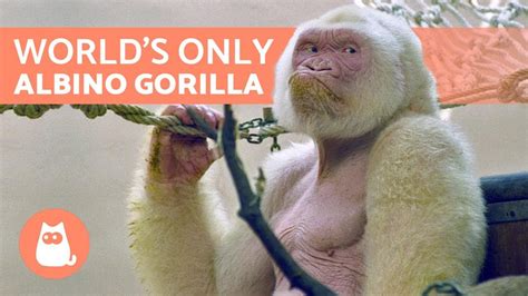 The Only White Gorilla In The World 🦍 Snowflake ️ Youtube
