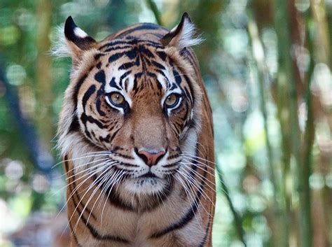 Sumatra Tiger Foto And Bild Fotos Natur Zoo Bilder Auf Fotocommunity