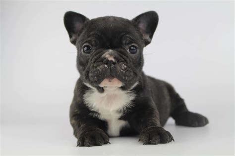 French bulldog adults and puppies this orijen formula derives the better part of its animal protein from fresh chicken, turkey and flounder as well as whole atlantic mackerel. The complete French bulldog puppy guide for new Frenchie ...