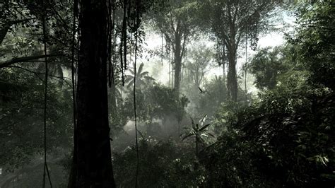 Rainforest Wallpaper 61 Images