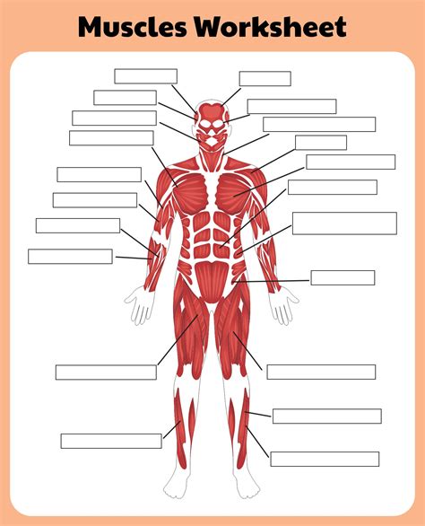 Human Anatomy Muscles Worksheet