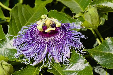 Passiflora Incarnata Purple Passion Flower Stock Image Image Of