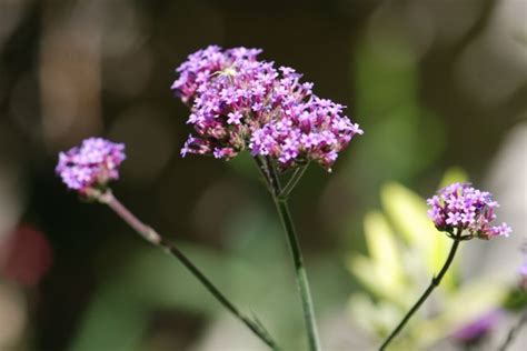 Seed Of The Week Purpletop Vervain Growing With Science Blog