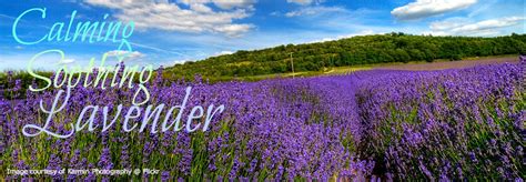Doterra Lavender Essential Oil Is Calming And Soothing The Oilologist