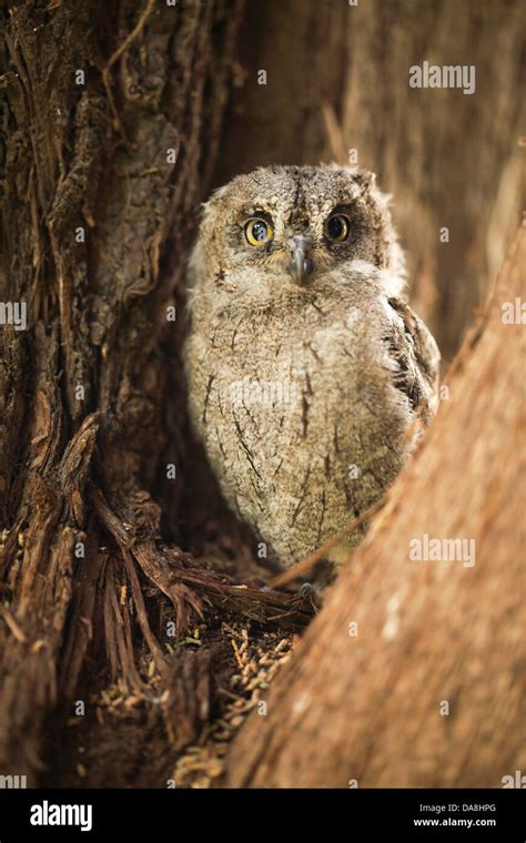 Juvenile European Scops Owl Otus Scops Also Eurasian Scops Owl