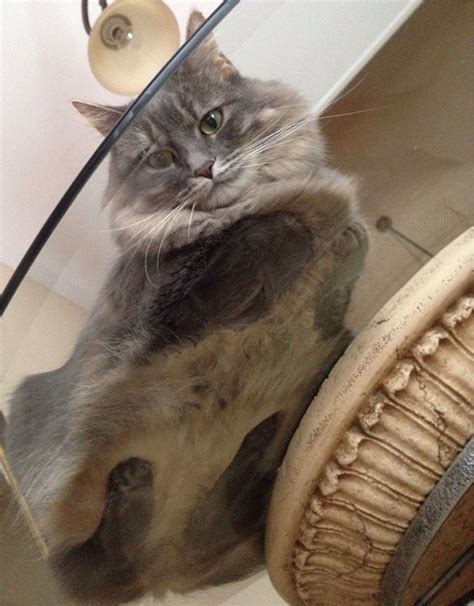 16 Hilarious Pictures Of Cats Sitting On A Glass Table