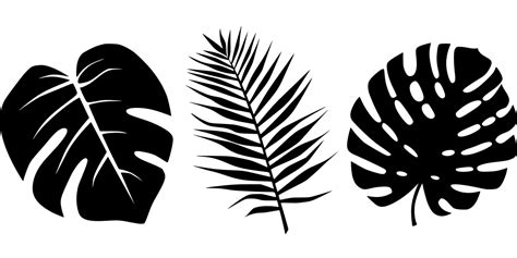 SVG tropical feuilles palmiers Image et icône SVG gratuite SVG Silh