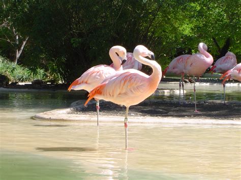 Free Stock Photo 664 Pink Flamingos Freeimageslive