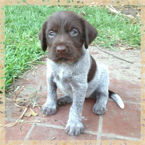 Puppy griffon german wirehaired pointer. 5 week old German WireHaired Pointer Puppy- "Bonnie". See ...