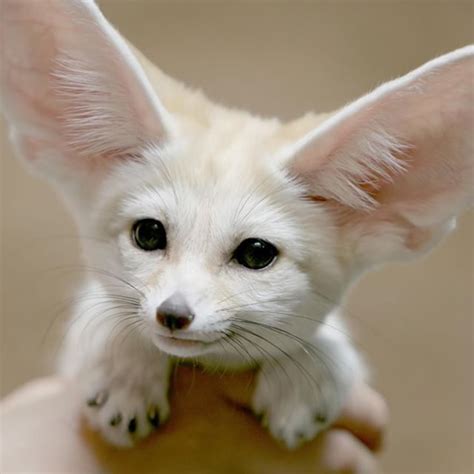 Fennec Foxes Might Be The Cutest Endangered Species