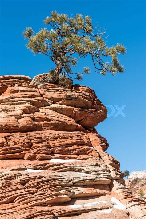 Twisted Pine Tree At Zion National Park Stock Image Colourbox