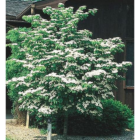 245 Gallon White Kousa Dogwood Flowering Tree In Pot With Soil