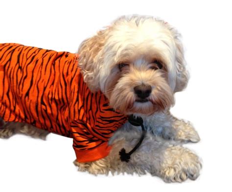 Tiger Dog Costume For Halloween Parties Or Fun Cotton Etsy