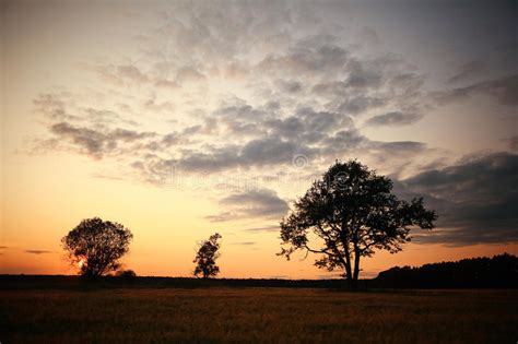 Summer Landscape With A Lone Tree At Sunset Stock Image Image Of Bale