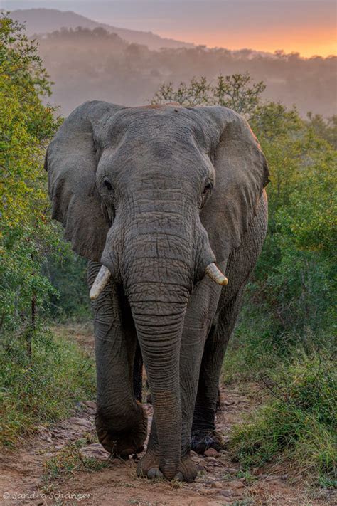 Afrikanischer Elefant Loxodonta Africana Saga Photography