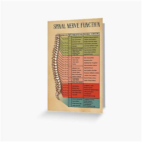 Spinal Nerve Function Chart Root Chart Chiropractic Osteopathy Bowen Massage Greeting