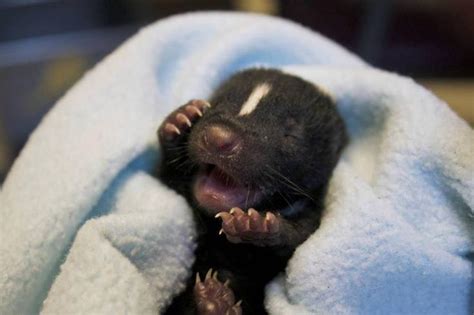 17 Baby Skunks That Will Make You Feel Better About Life