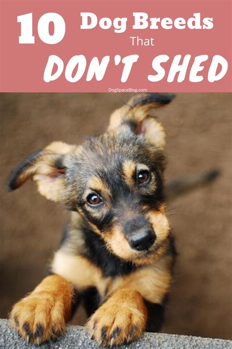Learn some of the most common reasons why cats shed and whether it's an indication of a health 1. Pin on Best of DogLovers