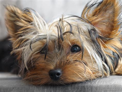 Yorkie Rescue Of America