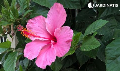 Hibiscus Rosa Sinensis O Rosa De China Características Y Cuidados