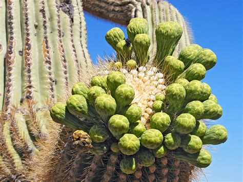 Saguaro Flower Buds Bull Pastureestes Canyon Trail Organ Pipe Cactus