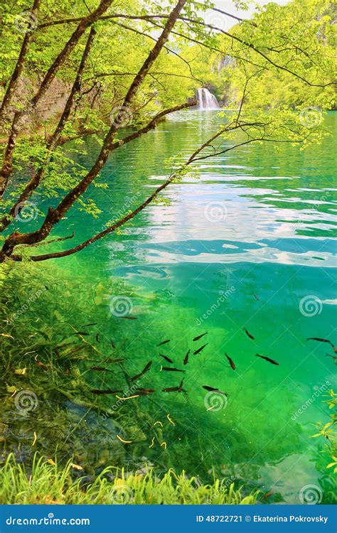 Fish In Pure Water Of The Plitvice Lakes Stock Image Image Of Spring