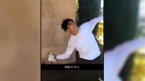 California Teen Arrested For Animal Cruelty After Cat Throwing