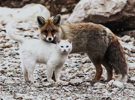 Are Cats More Reated To Foxes Than Dogs