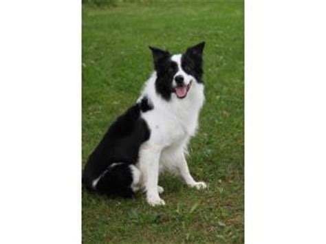 This gorgeous pup is a border collie ready for exciting adventures. Border Collie Puppies in Wisconsin