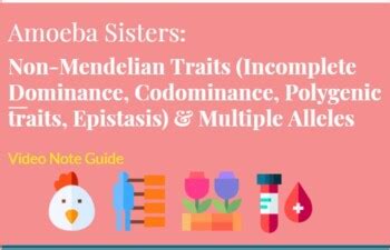 Video recap multiple alleles (blood types) amoeba sisters video recap: Amoeba Sisters Alleles And Genes Worksheet - Amoeba Sisters Alleles And Genes Worksheet ...