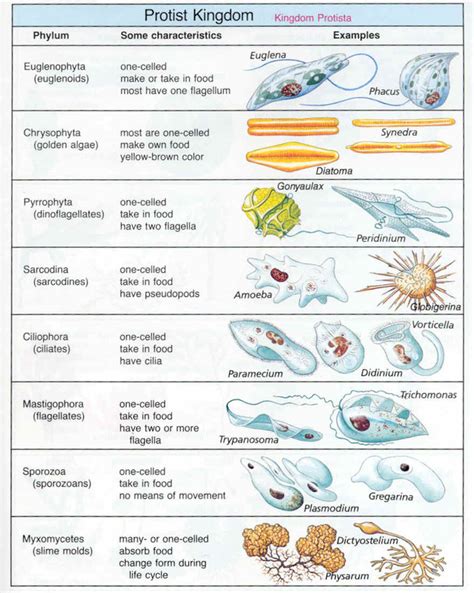 Protists Paramecium