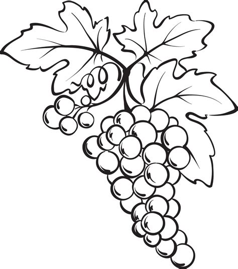 Printable Bunch Of Grapes Coloring Page Supplyme