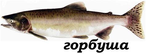 Approximately 0.5 m long, it weighs about 1.5 kg (the smallest representative of the pacific salmon. Рыба горбуша: виды, описание, фото