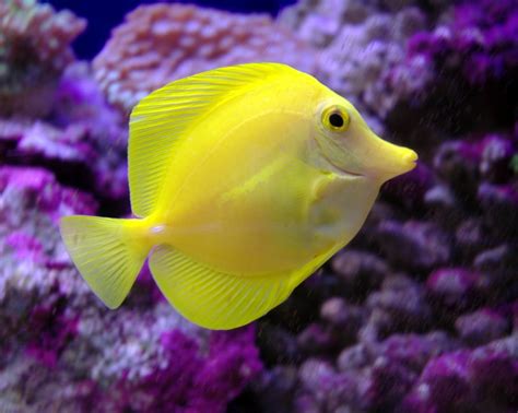 Yellow Tang~ A Beautiful Fish Fish Yellow Fish Beautiful Fish