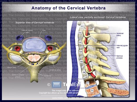 Anatomy Of The Cervical Vertebra Trialexhibits Inc