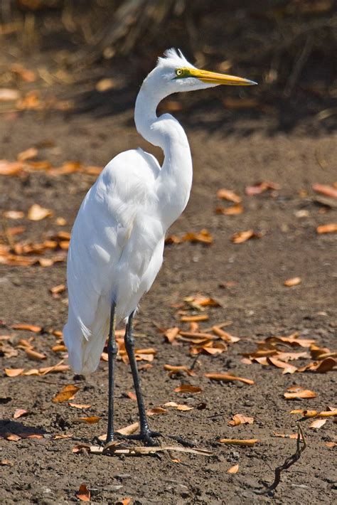 Tanzania And Zanzibar Great White Egret