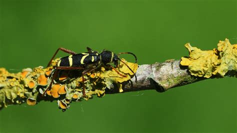 Wasp Beetle Clytus Arietis British Beetles Woodland Trust