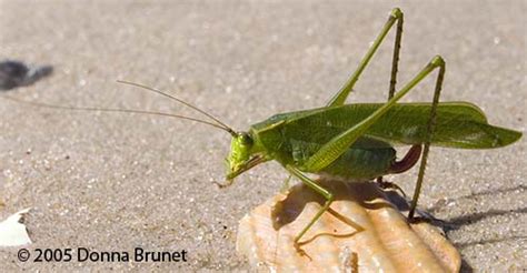 Orthoptera Ensifera Scudderia Furcata Bugguidenet