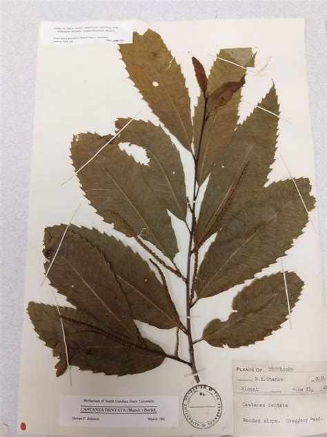 UTK Herbarium - TENN on Twitter: 