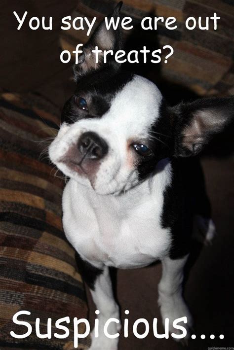 522 Best Boston Terriers Rock Images On Pinterest