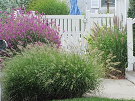 Ornamental grasses supply elegant form, delightful textures, and outstanding diversity in shape, size, and color. AT_ornamental grass plants - All Terrain Landscaping