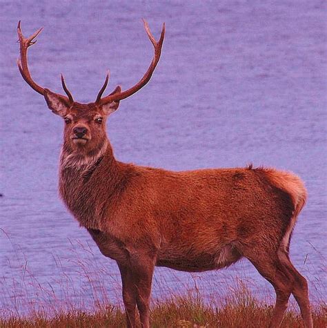 Funny Red Deer Scotland Funny Animal
