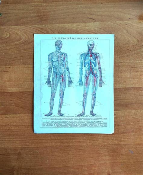 1887 Human Blood Vessels Antique Chromolithograph Print Anatomy Old