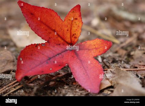 Red Maple Leaf In Fall Stock Photo Alamy