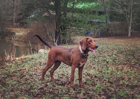 Redbone Coonhound Breed Guide Info Pictures Care And More Pet Keen