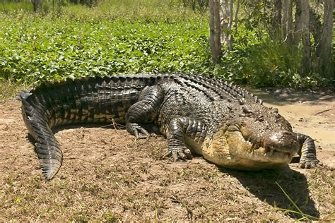 What Was The Largest Crocodile Ever Recorded Worldatlas