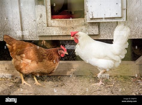 Hens In Chicken Coop Stock Photo Alamy